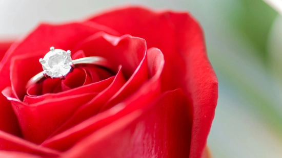 Dropshipping Jewelry Business Name Ideas - a diamond ring in a red rose